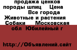 продажа ценков породы шпиц  › Цена ­ 35 000 - Все города Животные и растения » Собаки   . Московская обл.,Юбилейный г.